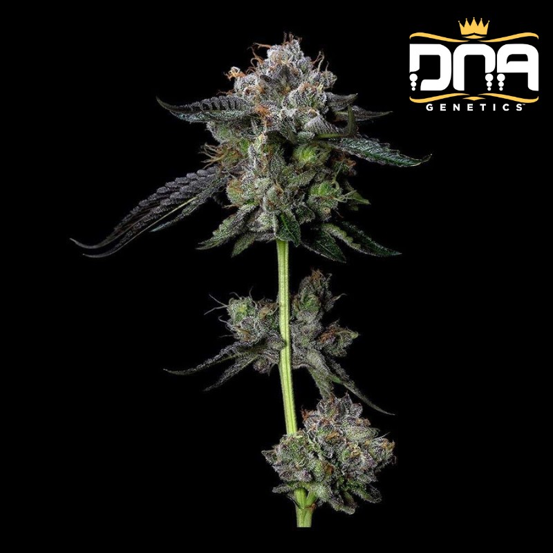 FOUR PROPHETS · DNA Genetics · cannabis seeds · Fem