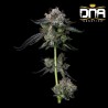 FOUR PROPHETS · DNA Genetics · semillas de marihuana · Fem