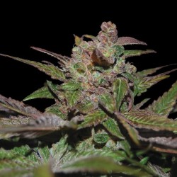 PURPLE WRECK · DNA Genetics · semillas de marihuana · Fem