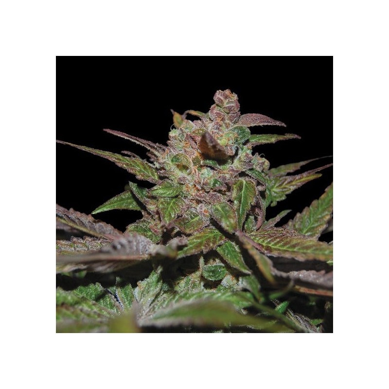 PURPLE WRECK · DNA Genetics · semillas de marihuana · Fem