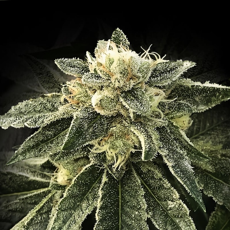 WHITE CHOCOLOPE · DNA Genetics · semi di canapa indiana · Fem