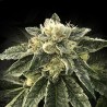 WHITE CHOCOLOPE · DNA Genetics · semi di canapa indiana · Fem
