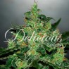 CRITICAL JACK HERER AUTO · Delicious · cannabis seeds · AutoFem