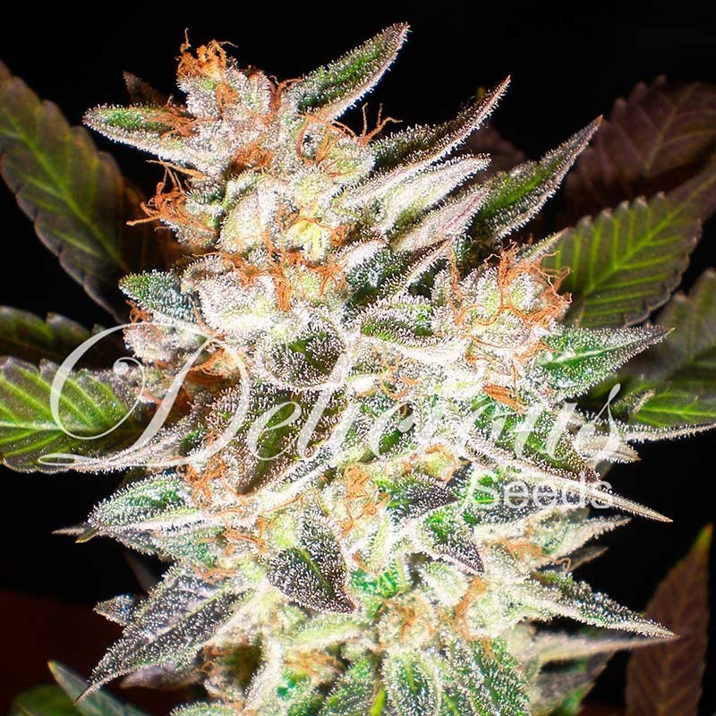 DELICIOUS CANDY AUTO · Delicious · semillas de marihuana · AutoFem