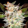 DELICIOUS CANDY AUTO · Delicious · semillas de marihuana · AutoFem
