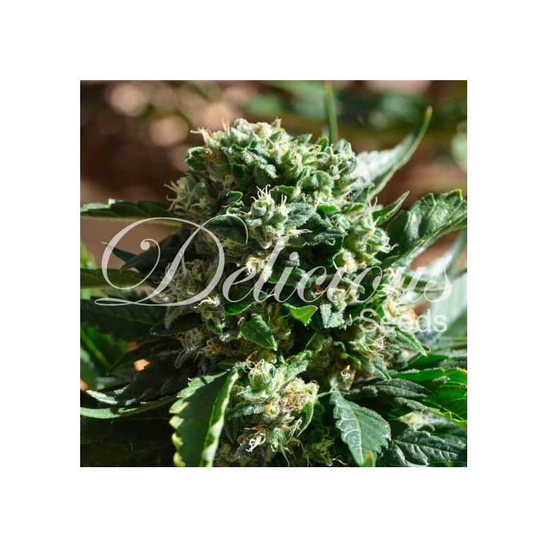 IL DIAVOLO AUTO · Delicious · semillas de marihuana · AutoFem