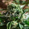 IL DIAVOLO AUTO · Delicious · semillas de marihuana · AutoFem