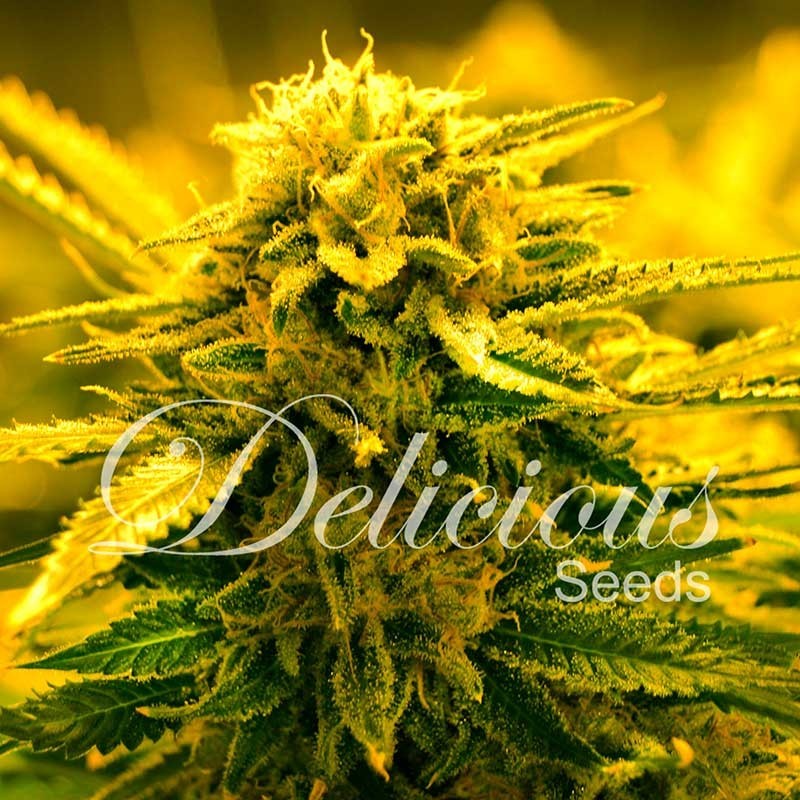 SUGAR BLACK ROSE AUTO · Delicious · cannabis seeds · AutoFem