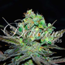 ELEVEN ROSES · Delicious · semillas de marihuana · Fem