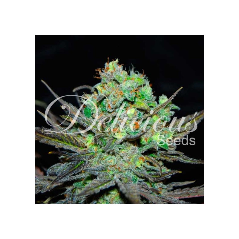 ELEVEN ROSES · Delicious · semillas de marihuana · Fem
