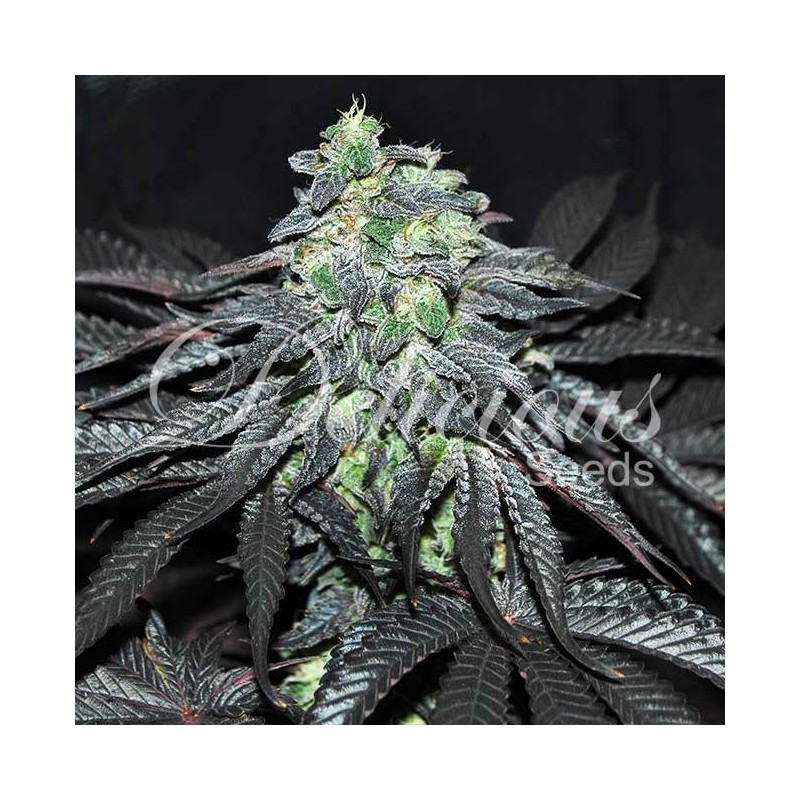 GOLOSA · Delicious · semillas de marihuana · Fem