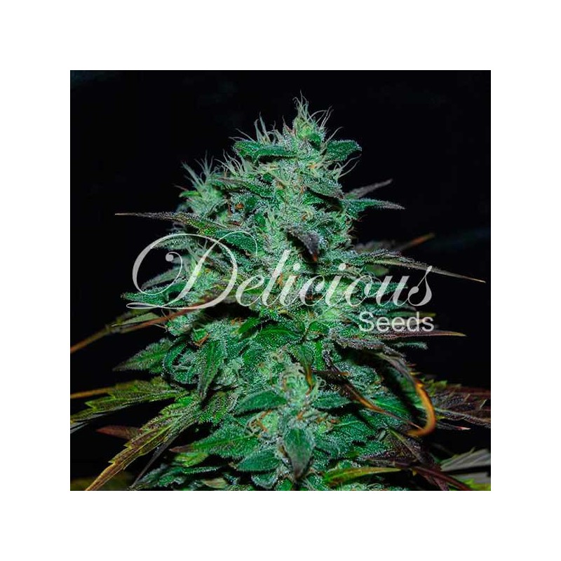 CHOCOBANG · Delicious · semillas de marihuana · Fem