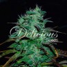 CHOCOBANG · Delicious · semillas de marihuana · Fem