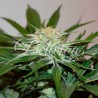 DESCOJACK · Delicious · semillas de marihuana · Fem