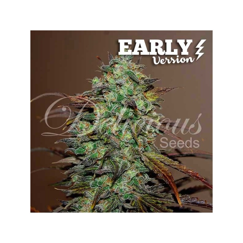 ELEVEN ROSES EARLY VERSION · Delicious · cannabis seeds · Fem