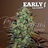 ELEVEN ROSES EARLY VERSION · Delicious · semillas de marihuana · Fem
