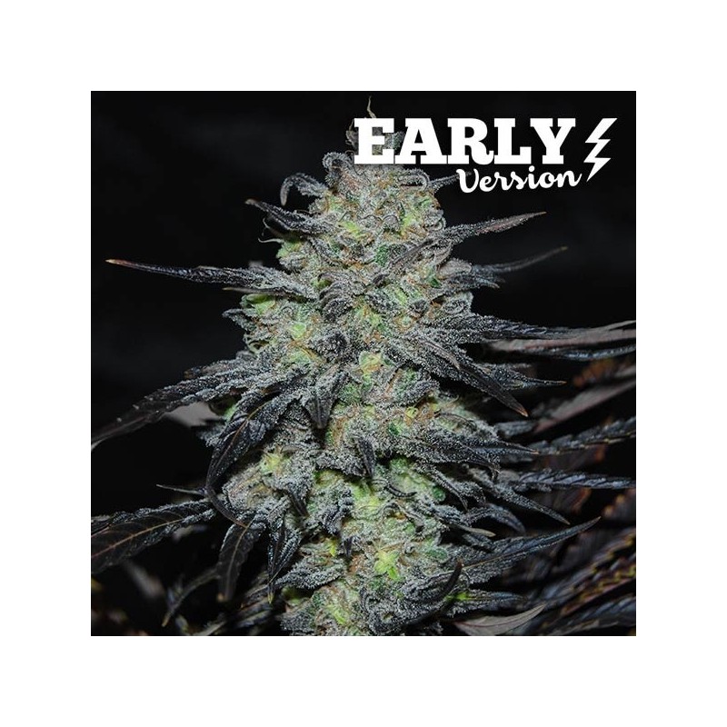 GOLOSA EARLY VERSION · Delicious · semillas de marihuana · Fem