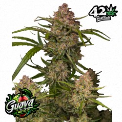 GUAVA AUTO · FastBuds Seeds · semi di canapa · AutoFem