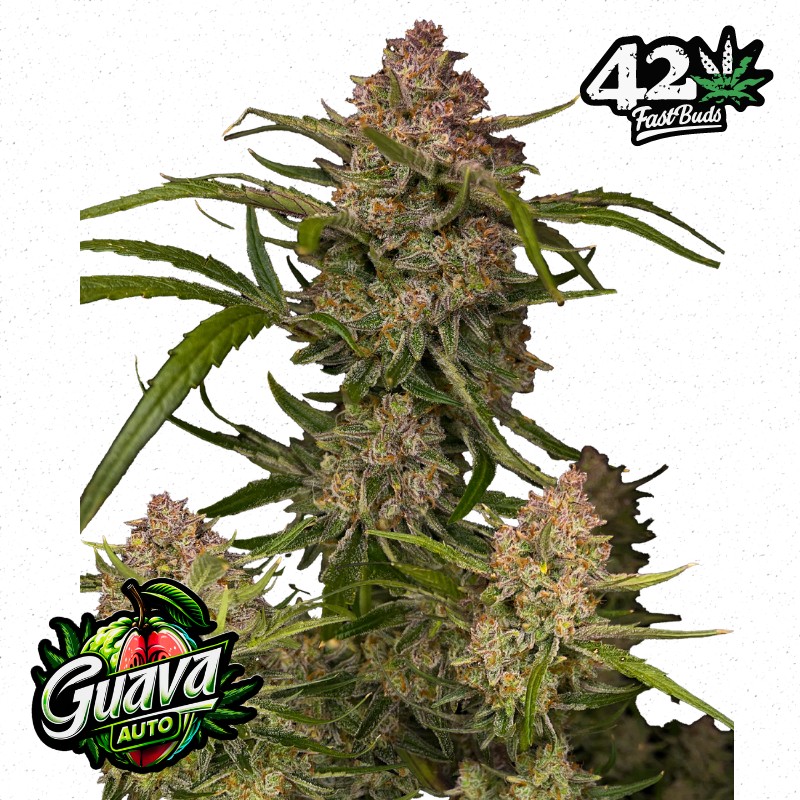 GUAVA AUTO · FastBuds Seeds · semi di canapa · AutoFem