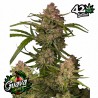 GUAVA AUTO · FastBuds Seeds · semillas de marihuana · AutoFem