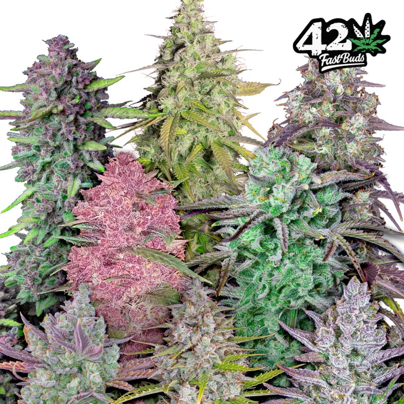 MIX PACK AUTO · FastBuds Seeds · cannabis seeds · AutoFem