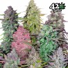 MIX PACK AUTO · FastBuds Seeds · semi di canapa · AutoFem