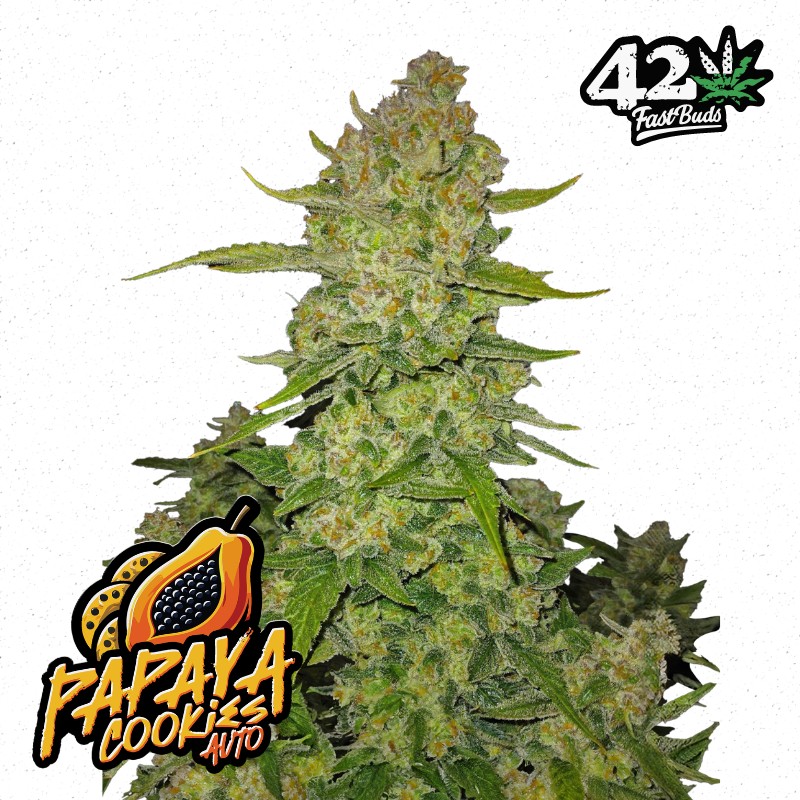 PAPAYA COOKIES AUTO · FastBuds Seeds · semi di canapa · AutoFem