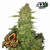 PAPAYA COOKIES AUTO · FastBuds Seeds · semillas de marihuana · AutoFem