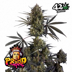 POUND CAKE AUTO · FastBuds Seeds · cannabis seeds · AutoFem