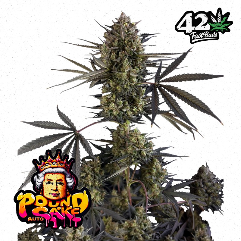 POUND CAKE AUTO · FastBuds Seeds · semillas de marihuana · AutoFem