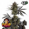 POUND CAKE AUTO · FastBuds Seeds · semi di canapa · AutoFem