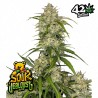 SOUR JEALOUSY AUTO · FastBuds Seeds · semi di canapa · AutoFem