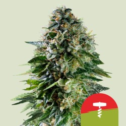 CORKSCREW AUTO TYSON· Royal Queen Seeds · semillas de marihuana · AutoFem