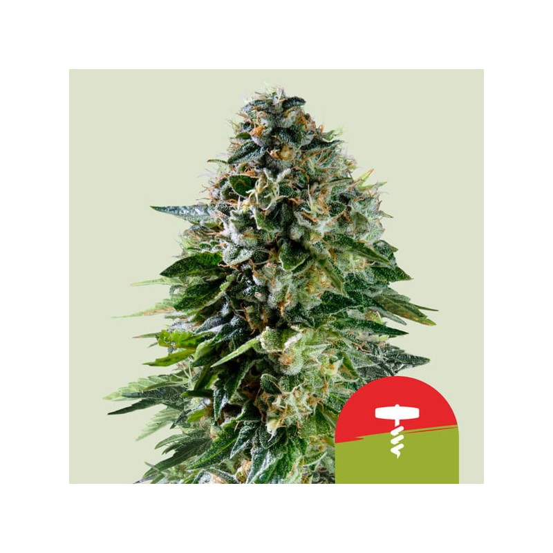 CORKSCREW AUTO TYSON · Royal Queen Seeds · semi di canapa indiana · AutoFem