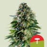 CORKSCREW AUTO TYSON· Royal Queen Seeds · semillas de marihuana · AutoFem