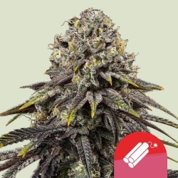 DYNAMITE DIESEL · Royal Queen Seeds · cannabis seeds · Fem