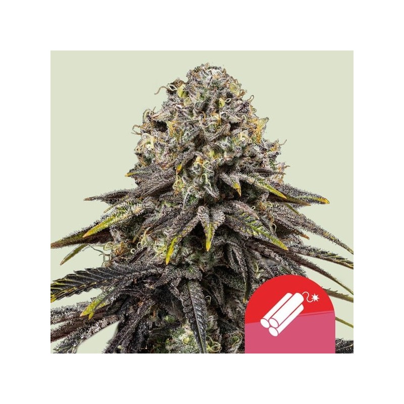 DYNAMITE DIESEL · Royal Queen Seeds · semi di canapa indiana · Fem
