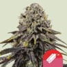 DYNAMITE DIESEL · Royal Queen Seeds · semillas de marihuana · Fem