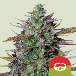 GOATLATO AUTO TYSON · Royal Queen Seeds · semi di canapa indiana · AutoFem