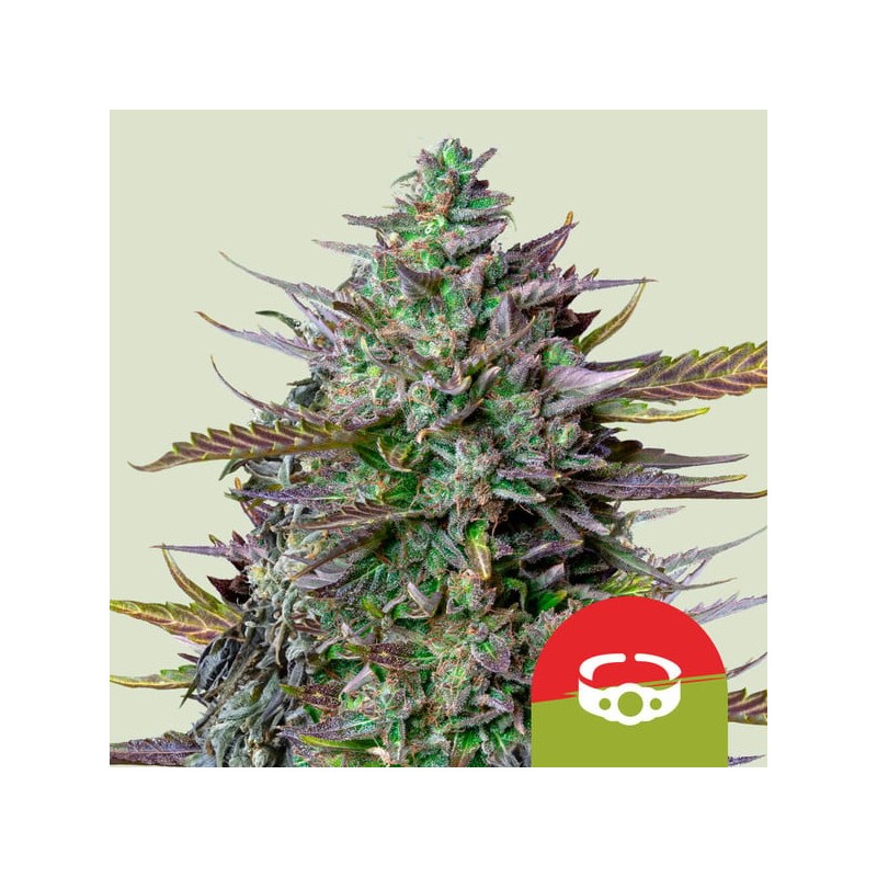 GOATLATO AUTO TYSON · Royal Queen Seeds · semillas de marihuana · AutoFem