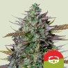 GOATLATO AUTO TYSON · Royal Queen Seeds · semi di canapa indiana · AutoFem