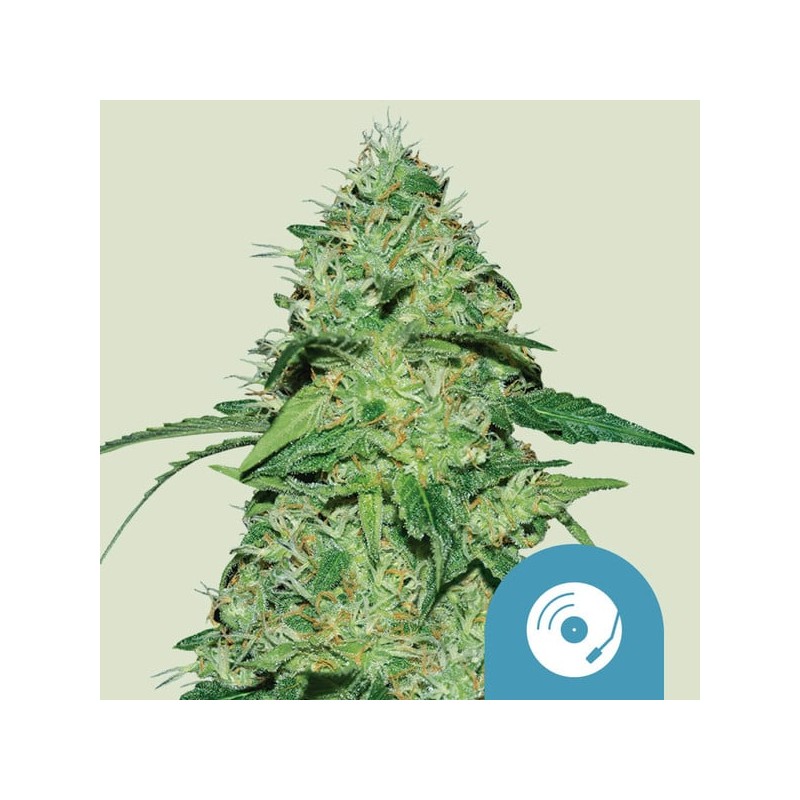 JOANNE'S CBD · Royal Queen Seeds · semillas de marihuana · Fem