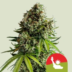 NYC SOUR D AUTO TYSON · Royal Queen Seeds · cannabis seeds · AutoFem