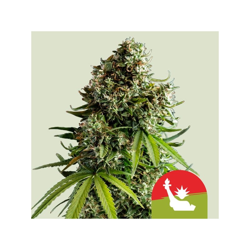 NYC SOUR D AUTO TYSON · Royal Queen Seeds · semillas de marihuana · AutoFem