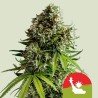 NYC SOUR D AUTO TYSON · Royal Queen Seeds · cannabis seeds · AutoFem