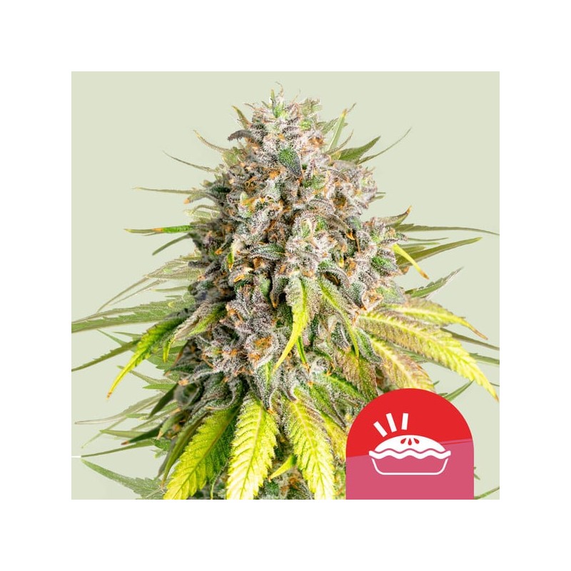 PUNCH PIE TYSON · Royal Queen Seeds · semillas de marihuana · Fem
