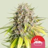 PUNCH PIE TYSON · Royal Queen Seeds · semi di canapa indiana · Fem