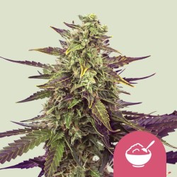 CEREAL MILK · Royal Queen Seeds · cannabis seeds · Fem