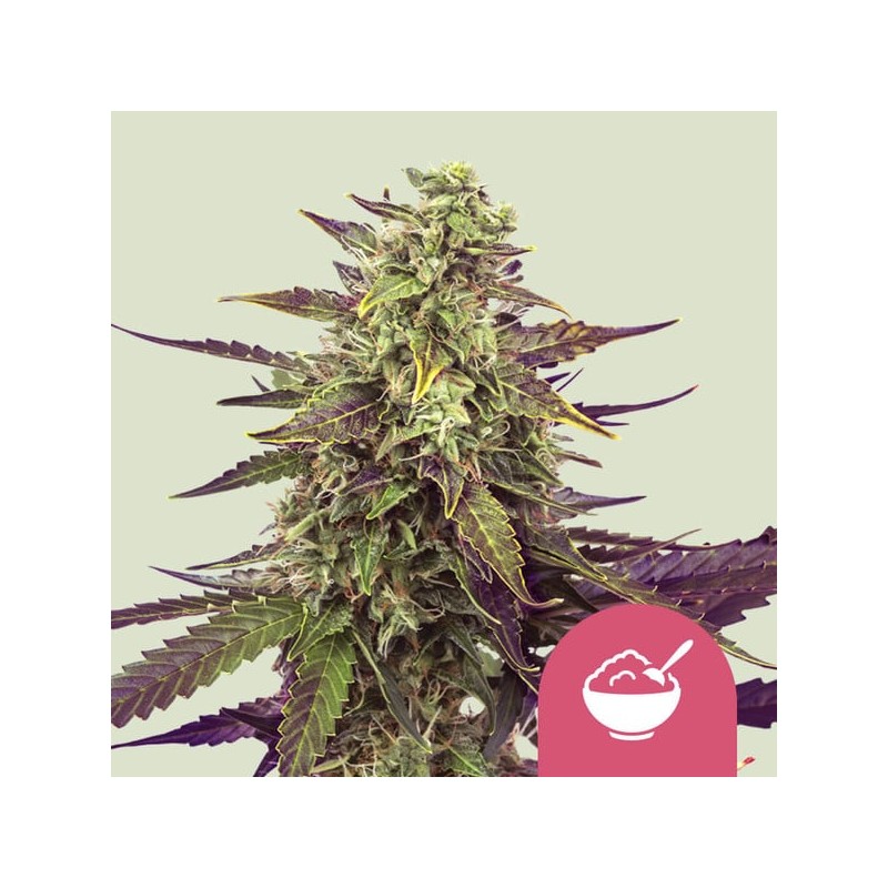 CEREAL MILK · Royal Queen Seeds · semillas de marihuana · Fem