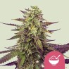 CEREAL MILK · Royal Queen Seeds · cannabis seeds · Fem